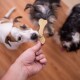 Eine Hand, die einen hundeförmigen Leckerbissen hält, mit zwei gierigen Hunden im Hintergrund, auf einem Holzboden.