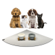 Eine Gruppe von vier Haustieren, darunter zwei Hunde, eine Katze und ein schwarzes Kätzchen, sitzt vor zwei stilvollen Futternäpfen auf einer grauen Matte.