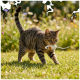 Getigerte Katze läuft über sonnenbeschienenes Gras und trägt eine Maus aus Seil im Maul, im Hintergrund Wildblumen.