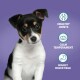 A small dog sits against a purple background, with text highlighting benefits: "Healthy Joints," "Calm Temperament," and "Highly Digestible."