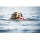 Un chien australien Shepherd mouillé nageant dans l'eau, tenant un jouet rayé rouge et blanc dans sa bouche.