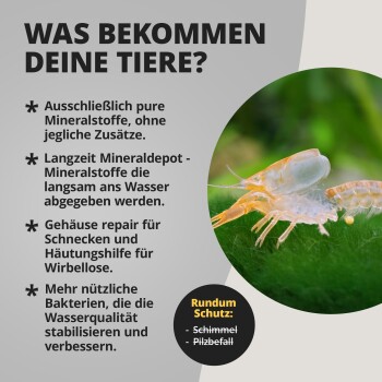 Transparente Garnele auf einem grünen Blatt neben dem deutschen Text 'WAS BEKOMMEN DEINE TIERE?' mit Auflistung der Vorteile reiner Mineralstoffe und 'Rundum Schutz'