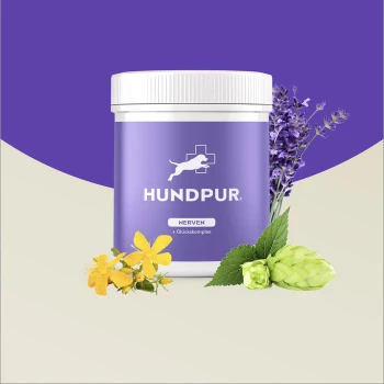 Lila Behälter von HundPur Nervensupplement mit einem weißen Deckel, umgeben von Lavendel, gelben Blumen und grünen Blättern.