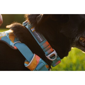 Nahaufnahme eines schwarzen Hundes, der ein farbenfrohes Ruffwear-Geschirr trägt, mit einem blauen Riemen und orangefarbenen Akzenten sowie einem Etikett mit der Aufschrift "RUFFWEAR."