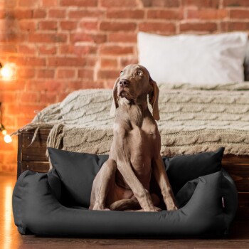 Ein grauer Weimaraner sitzt in einem schwarzen Hundebett und schaut neugierig in ein gemütliches Schlafzimmer mit einer gestrickten Decke und Bett im Hintergrund.