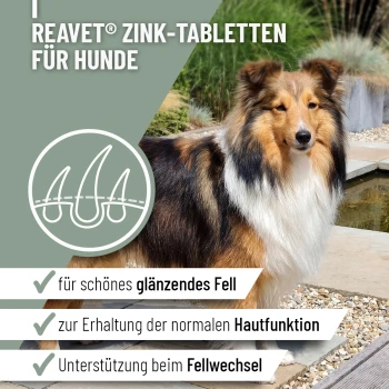 Behälter von REAVET Zink Tabletten für Hunde, mit einem Shetland Sheepdog auf dem Etikett, mit Text, der hohe Dosierung plus Vitamine C & E anzeigt.