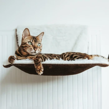 Eine entspannte Bengal-Katze mit auffälligen grünen Augen liegt auf einem gemütlichen, flauschigen Katzenbett, das an einer Wand befestigt ist, vor einem hellen Hintergrund.