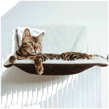 Eine entspannte Bengal-Katze mit auffälligen grünen Augen liegt auf einem gemütlichen, flauschigen Katzenbett, das an einer Wand befestigt ist, vor einem hellen Hintergrund.