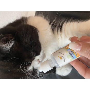 Eine Person hält eine kleine Flasche eines Haustierprodukts in der Nähe einer schlafenden schwarz-weißen Katze, wobei das Etikett teilweise sichtbar ist.