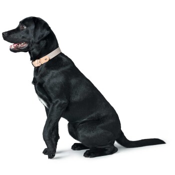 Ein schwarzer Labrador Retriever sitzt, trägt ein helles Halsband, mit einem glücklichen Ausdruck und herausgestreckter Zunge.