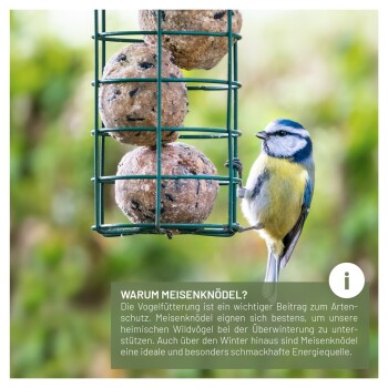 Eine Blaumeise sitzt auf einem Futterspender, der runde Fettbällchen hält, mit Text, der die Bedeutung der Fütterung von Wildvögeln für den Naturschutz erklärt.