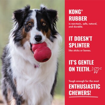 Australian Shepherd dog holding a red KONG rubber toy in its mouth with product benefits text on the right.