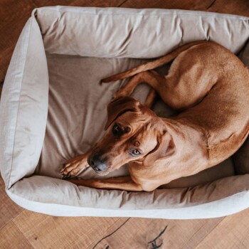 Ein brauner Hund liegt in einem gemütlichen, beigen Haustierbett und schaut mit ausdrucksvollen Augen auf einen Holzboden.