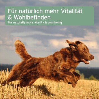 Ein brauner Hund, der fröhlich durch ein Feld läuft, mit Textüberlagerung in Deutsch und Englisch, der natürliche Vitalität und Wohlbefinden fördert.