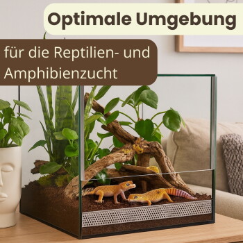 Zwei Leopardgeckos in einem Glasterrarium mit Pflanzen und Treibholz; Text 'Optimale Umgebung' und 'für die Reptilien- und Amphibienzucht'