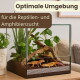 Zwei Leopardgeckos in einem Glasterrarium mit Pflanzen und Treibholz; Text 'Optimale Umgebung' und 'für die Reptilien- und Amphibienzucht'