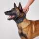 Eine Nahaufnahme eines glücklichen Belgischen Malinois-Hundes mit einem schwarzen Halsband, mit einer Person, die das Halsband hält.