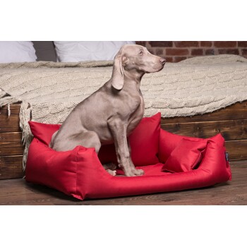 Ein hellgrauer Weimaraner-Hund sitzt aufrecht in einem roten Haustierbett mit kleinen Kissen, vor dem Hintergrund eines gemütlichen Bettes und einer gestrickten Decke.