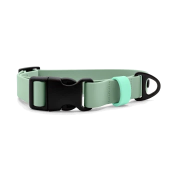 Mintgrünes verstellbares Hundehalsband mit schwarzer Schnellverschlussschnalle, schwarzem D-Ring und mintfarbenem Versteller vor weißem Hintergrund.