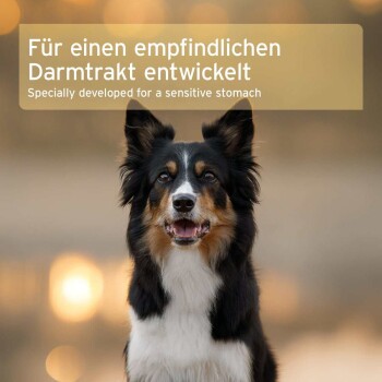 Porträt eines dreifarbigen Hundes vor Bokeh-Lichtern; sichtbarer Text: "Für einen empfindlichen Darmtrakt entwickelt" / "Specially developed for a sensitive stomach".