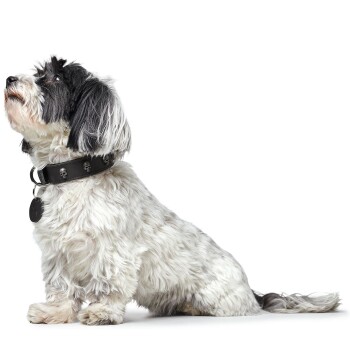 Ein flauschiger schwarz-weißer Hund sitzt aufmerksam da, trägt ein schwarzes Halsband mit Totenköpfen und einem Anhänger, vor einem weißen Hintergrund.