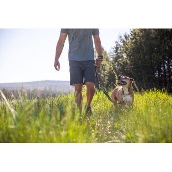Ein Mann in einem grauen T-Shirt und Shorts führt einen glücklichen braunen Hund an der Leine durch hohes grünes Gras unter einem klaren blauen Himmel.
