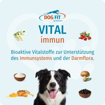 Verpackung DOG FIT VITAL immun — lächelnder Border Collie, Zutaten-Icons und deutscher Text 'Bioaktive Vitalstoffe'