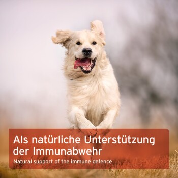 Ein fröhlicher Golden Retriever, der auf einem Feld läuft, mit dem Text: "Natürliche Unterstützung der Immunabwehr."
