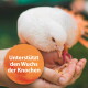 Eine Person hält einen weißen Vogel, mit einem orangefarbenen Kreisüberlagerung, der sagt "Unterstützt das Knochenwachstum."