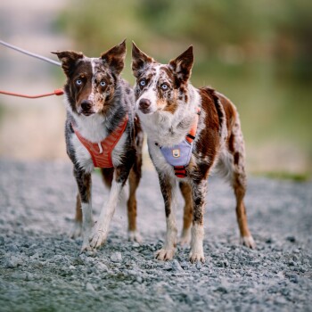 Zwei Australian Shepherd Hunde mit blauen Augen, einer trägt ein rotes Geschirr und der andere ein blaues Geschirr, stehen auf einem Kiesweg.