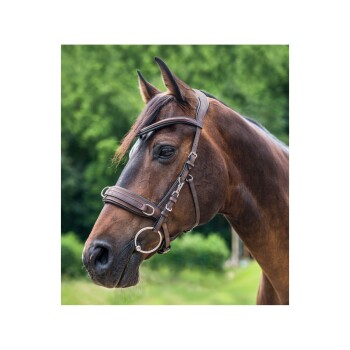 Eine Nahaufnahme eines braunen Pferdes mit einem braunen Zaumzeug, mit üppigem grünem Laub im Hintergrund.