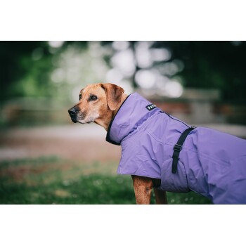 Ein brauner Hund, der einen lila Regenmantel trägt, steht im Freien und schaut zur Seite, mit einem verschwommenen grünen Hintergrund.