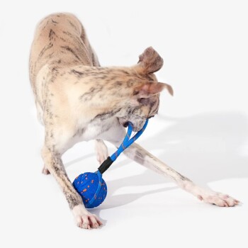 Gestromter Hund spielt mit einem blau-orange gesprenkelten Ballspielzeug auf weißem Hintergrund.