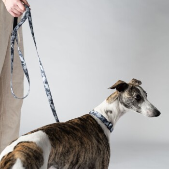 Eine Person hält eine stilvolle graue und schwarze gemusterte Hundeleine, die an einem gestromten Greyhound befestigt ist, der zurückblickt.