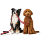 Zwei Hunde, ein schwarz-weißer Australian Shepherd und ein lockiger brauner Hund, sitzen nebeneinander mit einer roten Leine.
