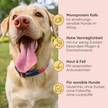 Dose Milo & Mia Senior-Hundefutter mit 'Kalb, Kürbis & Hirse' (Kalbfleisch, Kürbis & Hirse) mit einem Cartoon-Hund, frischem Fleisch, Kürbis und Hirse.