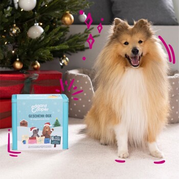 Boite cadeaux surprise de Noël pour chiens - Petits Compagnons