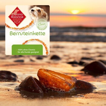 Ein bernsteinfarbener Hundehalsband auf nassen Steinen am Ufer, beschriftet mit "Chrono Balance" und "Bernsteinkette," behauptet "100% chemiefrei für alle Hunde."
