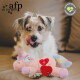Kleiner Terrier leckt sich die Lippen an einem rosa Einhorn-Plüschspielzeug mit rotem Herzknopf; Text 'afp all for paws' sichtbar.