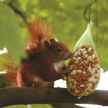 IdaPlus Nourriture pour écureuil Edel - Nourriture toute l'année