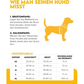 Ein kleiner weißer Hund mit braunen Flecken, der ein lila Geschirr trägt, steht auf einem moosigen Stein vor einem verschwommenen Sonnenuntergangshintergrund.