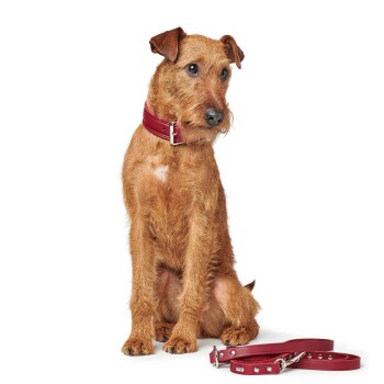 Ein sitzender brauner Hund mit einem struppigen Fell und einem roten Halsband, neben einer passenden roten Leine auf einem weißen Hintergrund.