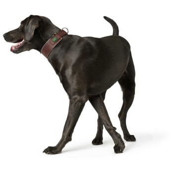 Ein schwarzer Hund mit einem braunen Halsband geht, zeigt sein glattes Fell und sein verspieltes Wesen.