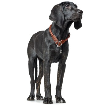 Ein schwarzer Hund mit einem glatten Fell steht aufrecht, trägt ein braunes Lederhalsband und schaut aufmerksam zur Seite vor einem weißen Hintergrund.