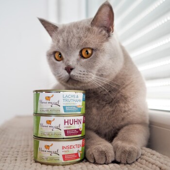 Eine graue Katze mit bernsteinfarbenen Augen sitzt neben drei Dosen "I love my cat" Futter: Lachs & Truthahn, Huhn und Insekten.
