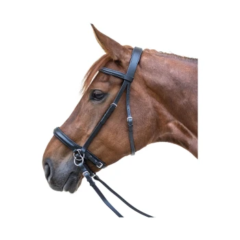 Ein Nahaufnahme-Profil eines braunen Pferdes, das ein schwarzes Lederzaumzeug mit Zügeln trägt und seinen aufmerksamen Ausdruck zeigt.