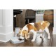 Ein Beagle-Hund, der aus einem grauen PetSafe automatischen Futterspender auf einem Holzboden frisst, mit einem rustikalen Holztisch und einem Fass im Hintergrund.