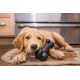 Golden-Retriever-Welpe kaut auf einem schwarzen Knochen-Spielzeug mit erhabener Beschriftung auf einem Küchenteppich.