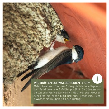 Eine Nahaufnahme von zwei Schwalben in einem Nest, wobei ein Vogel den anderen füttert. Text in der Ecke erklärt die Brutgewohnheiten von Schwalben.