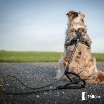 Ein brauner und weißer Hund sitzt auf einem Kiesweg, trägt ein schwarzes Geschirr und eine Leine und schaut auf ein grünes Feld unter einem klaren Himmel.